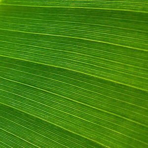 Abstract photo of a green leaf